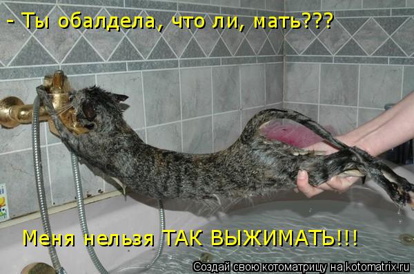- Ты обалдела, что ли, мать??? Меня нельзя ТАК ВЫЖИМАТЬ!!!... Котоматрица: - Ты обалдела, что ли, мать??? Меня нельзя ТАК ВЫЖИМАТЬ!!!
