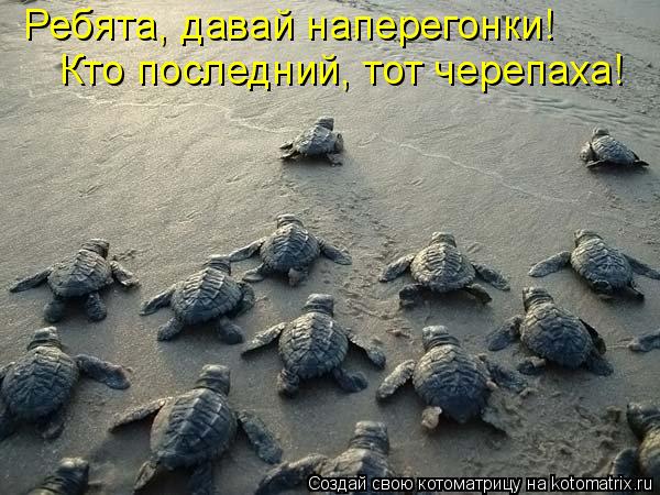 Ребята, давай наперегонки! Кто последний, тот черепаха!... Котоматрица: Ребята, давай наперегонки! Кто последний, тот черепаха!
