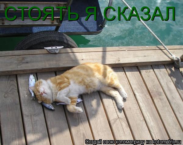 СТОЯТЬ Я СКАЗАЛ... Котоматрица: СТОЯТЬ Я СКАЗАЛ