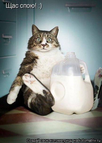 Щас спою! :)... Котоматрица: Щас спою! :)
