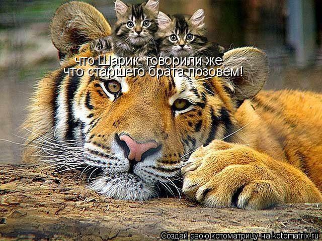 что Шарик, говорили же, что старшего брата позовём!... Котоматрица: что Шарик, говорили же, что старшего брата позовём!