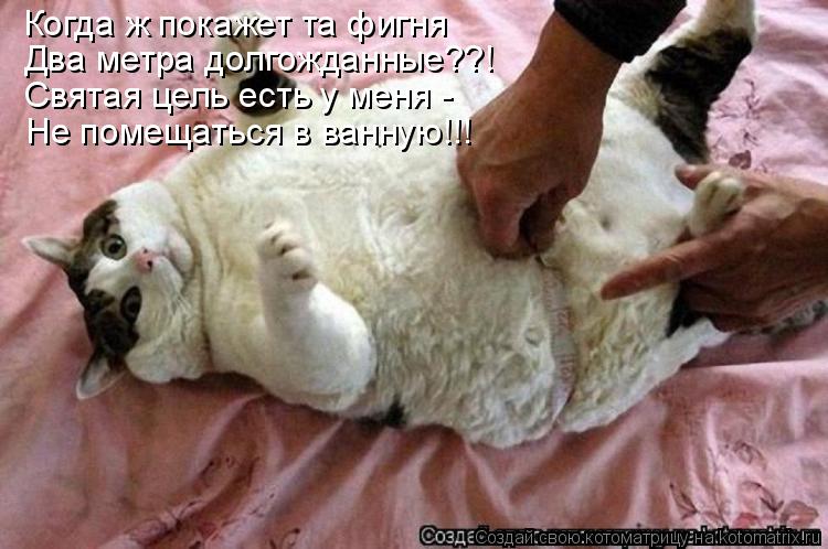 Когда ж покажет та фигня Два метра долгожданные??! Святая цель есть у меня - Не помещаться в ванную!!... Котоматрица: Когда ж покажет та фигня Два метра долгожданные??! Святая цель есть у меня - Не помещаться в ванную!!!