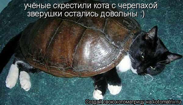 учёные скрестили кота с черепахой зверушки остались довольны :)... Котоматрица: учёные скрестили кота с черепахой зверушки остались довольны :)