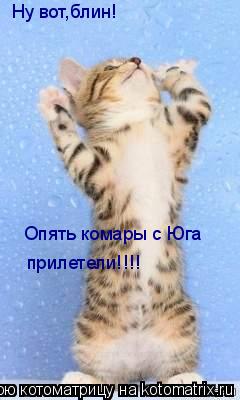 Ну вот,блин! Опять комары с Юга прилетели!!!!... Котоматрица: Ну вот,блин! Опять комары с Юга прилетели!!!!