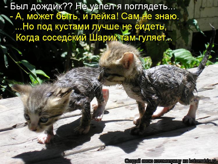 - Был дождик?? Не успел я поглядеть... - А, может быть, и лейка! Сам не знаю. ...Но под кустами лучше... Котоматрица: - Был дождик?? Не успел я поглядеть... - А, может быть, и лейка! Сам не знаю. ...Но под кустами лучше не сидеть, Когда соседский Шарик там гуляет...