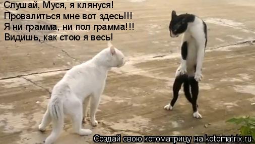 Слушай, Муся, я клянуся! Провалиться мне вот здесь!!! Я ни грамма, ни пол грамма!!! Видишь, как стою ... Котоматрица: Слушай, Муся, я клянуся! Провалиться мне вот здесь!!! Я ни грамма, ни пол грамма!!! Видишь, как стою я весь!