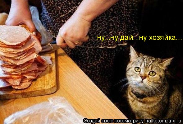 ну...ну дай...ну хозяйка...... Котоматрица: ну...ну дай...ну хозяйка...