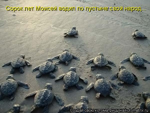 Сорок лет Моисей водил по пустыне свой народ...... Котоматрица: Сорок лет Моисей водил по пустыне свой народ...