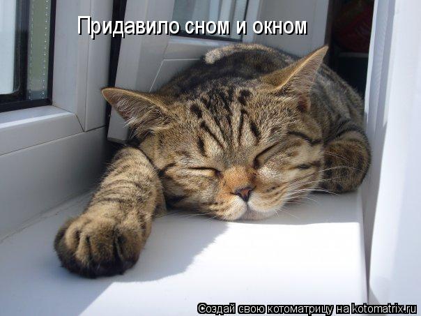 Придавило сном и окном... Котоматрица: Придавило сном и окном
