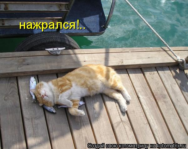 нажрался!..... Котоматрица: нажрался!..