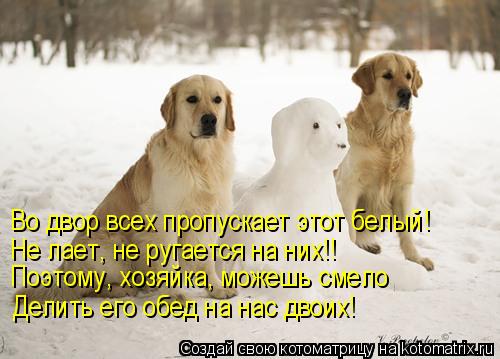 Во двор всех пропускает этот белый! Не лает, не ругается на них!! Поэтому, хозяйка, можешь смело Дели... Котоматрица: Во двор всех пропускает этот белый! Не лает, не ругается на них!! Поэтому, хозяйка, можешь смело Делить его обед на нас двоих!