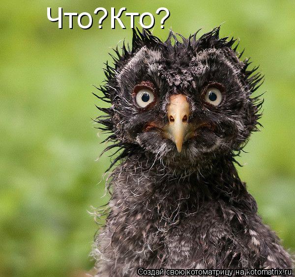Что?Кто?... Котоматрица: Что?Кто?