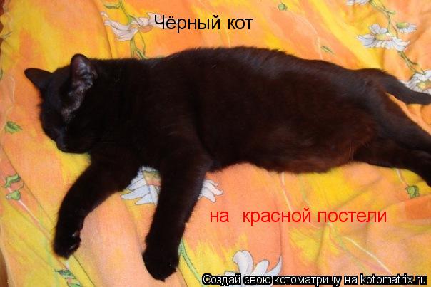 Котоматрица: Чёрный кот  на  красной постели