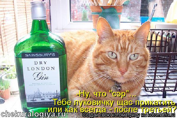 Котоматрица: -Ну, что "сэр"... Тебе луковичку щас прикатить  или как всегда - после третьей?