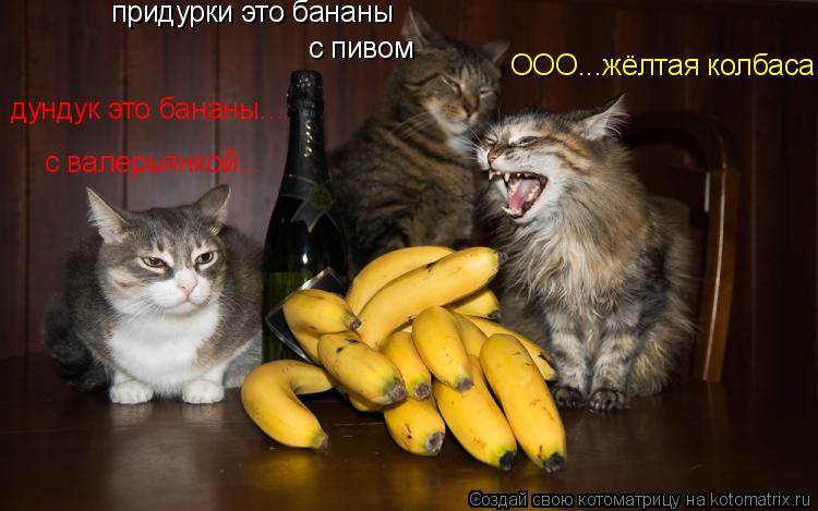 Котоматрица: ООО...жёлтая колбаса дундук это бананы... с валерьянкой... придурки это бананы с пивом