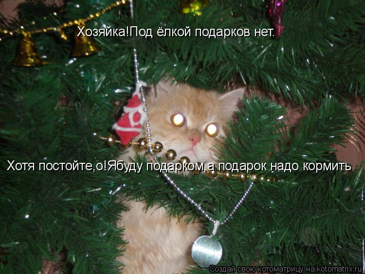 Котоматрица: Хозяйка!Под ёлкой подарков нет. Хотя постойте,о!Ябуду подарком,а подарок надо кормить
