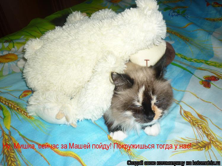 Котоматрица: Ну, Мишка, сейчас за Машей пойду! Покружишься тогда у нас! Ну, Мишка, сейчас за Машей пойду! Покружишься тогда у нас!