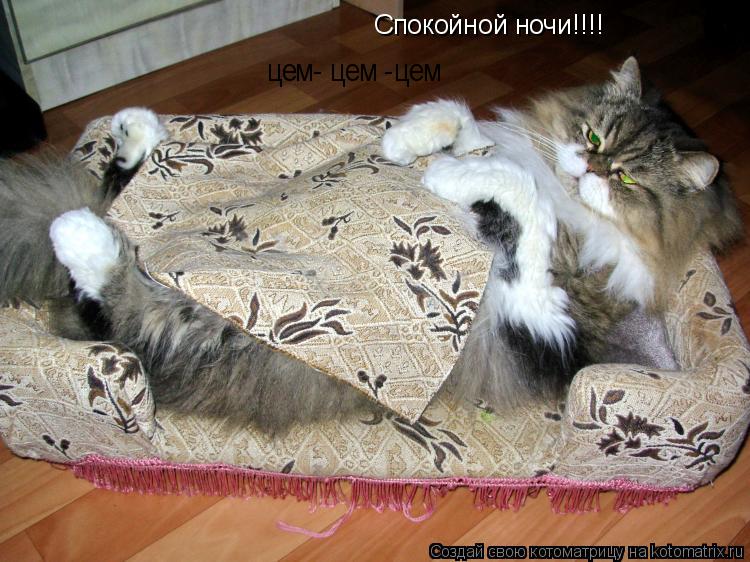 Котоматрица: Спокойной ночи!!!! цем- цем -цем