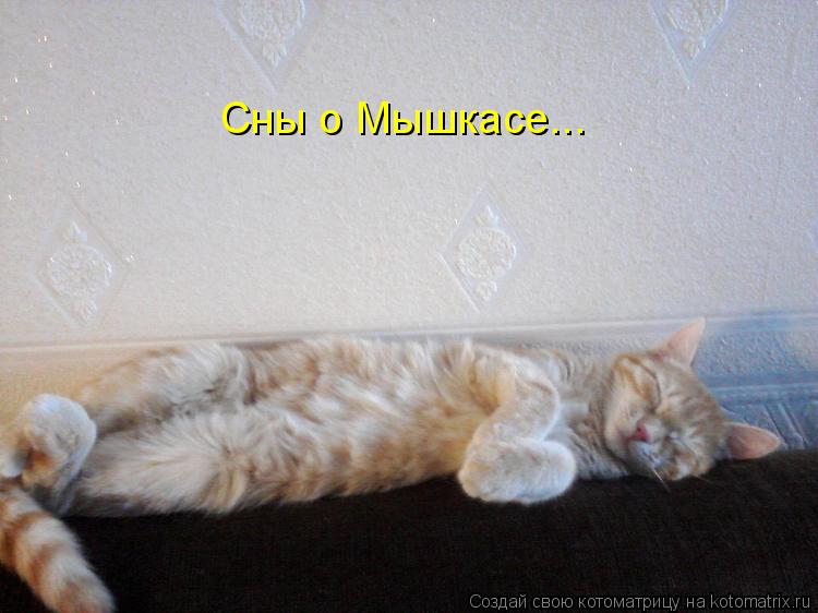 Котоматрица: Сны о Мышкасе...