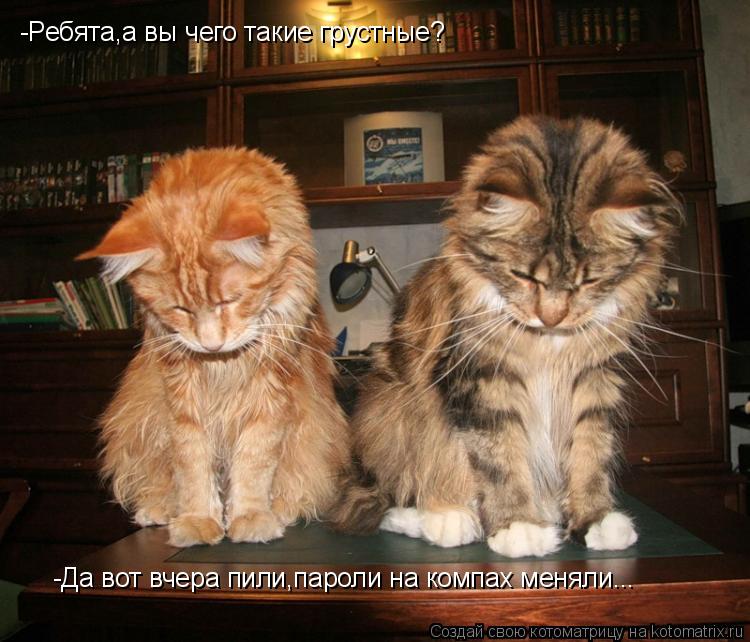 Котоматрица: -Ребята,а вы чего такие грустные? -Да вот вчера пили,пароли на компах меняли...