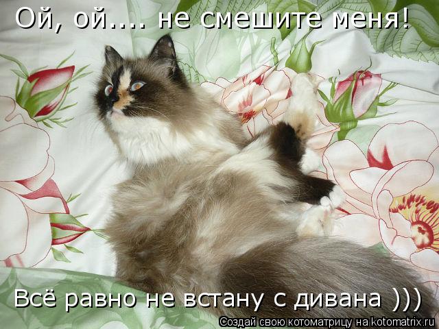 Котоматрица: Ой, ой.... не смешите меня! Всё равно не встану с дивана )))
