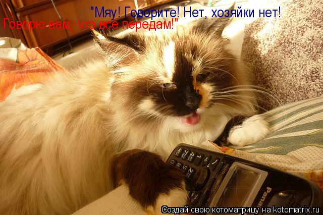 Котоматрица: Говорю вам, что всё передам!" "Мяу! Говорите! Нет, хозяйки нет!