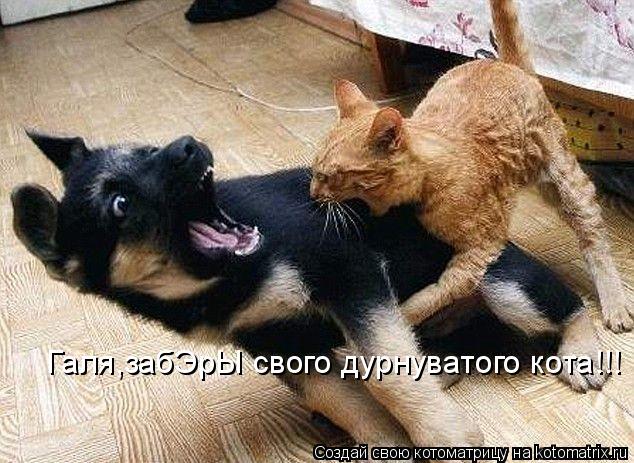 Котоматрица: Галя,забЭрЫ свого дурнуватого кота!!!