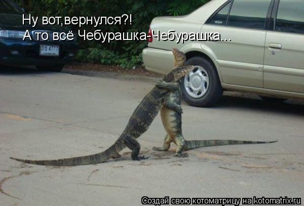 Котоматрица: Ну вот,вернулся?! А то всё Чебурашка-Чебурашка...