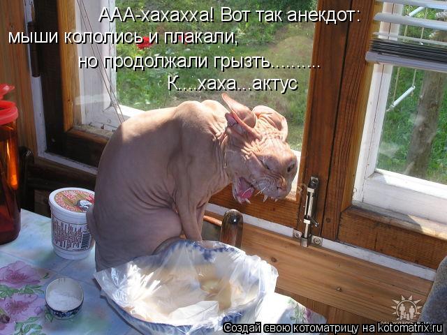 Котоматрица: ААА-хахахха! Вот так анекдот: мыши кололись и плакали, но продолжали грызть.......... К....хаха...актус