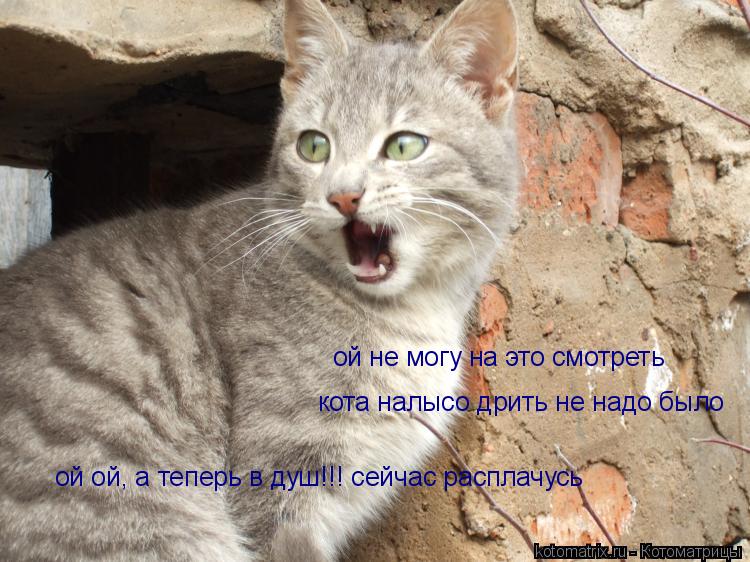 Котоматрица: ой не могу на это смотреть кота налысо дрить не надо было ой ой, а теперь в душ!!! сейчас расплачусь