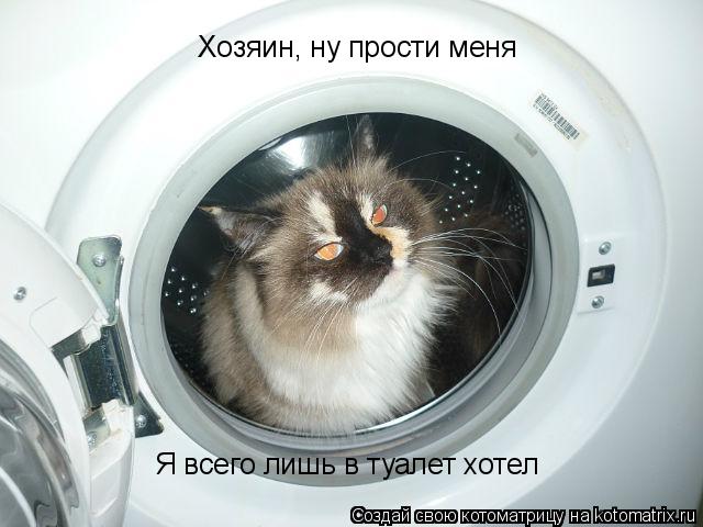 Котоматрица: Хозяин, ну прости меня Я всего лишь в туалет хотел