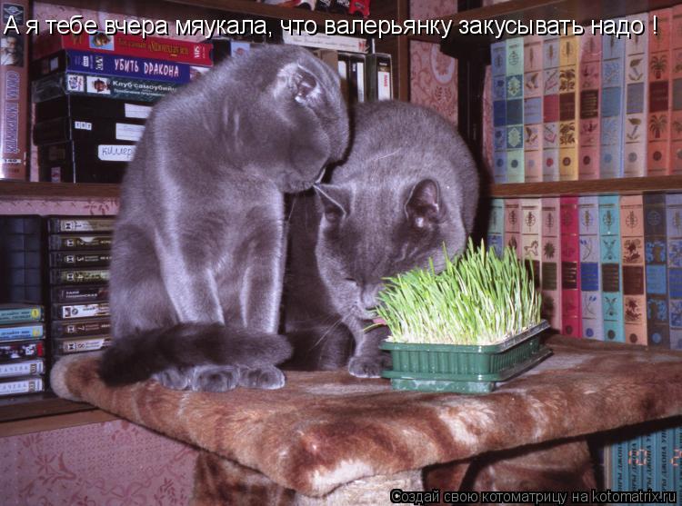 Котоматрица: А я тебе вчера мяукала, что валерьянку закусывать надо !