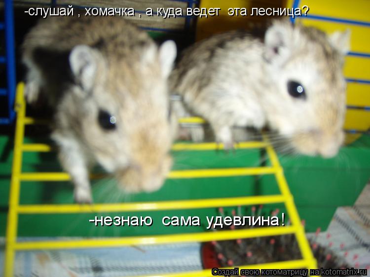 Котоматрица: -слушай , хомачка , а куда ведет  эта лесница? -незнаю  сама удевлина!