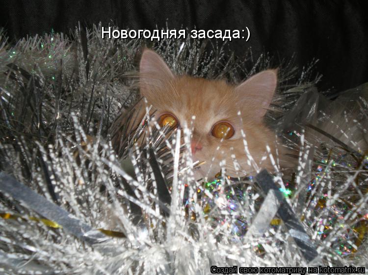 Котоматрица: Новогодняя засада:)