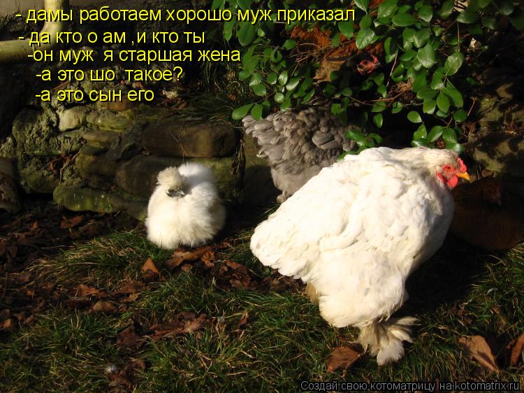 Котоматрица: - дамы работаем хорошо муж приказал - да кто о ам ,и кто ты -он муж  я старшая жена  -а это шо  такое? -а это сын его
