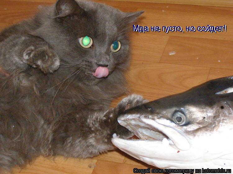 Котоматрица: Мда не густо, но сойдет! Мда не густо, но сойдет!