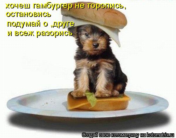 Котоматрица: хочеш гамбургер не торопись, остановись подумай о ,друге и всеж разорись