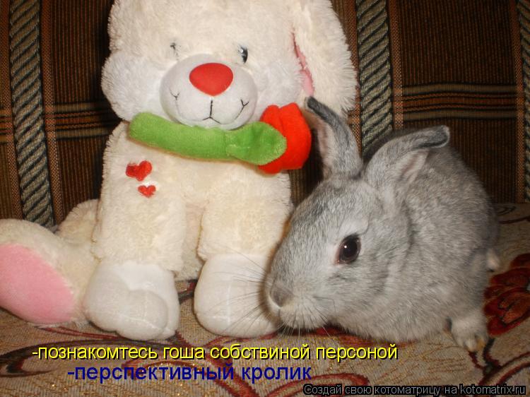 Котоматрица: -познакомтесь гоша собствиной персоной -перспективный кролик