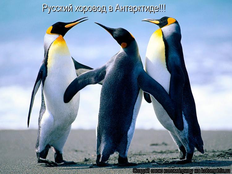 Котоматрица: Русский хоровод в Антарктиде!!!