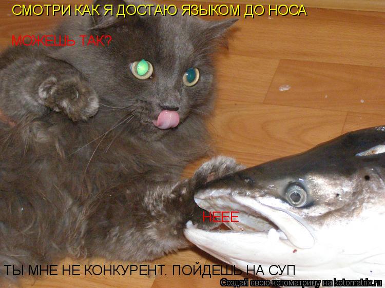 Котоматрица: СМОТРИ КАК Я ДОСТАЮ ЯЗЫКОМ ДО НОСА МОЖЕШЬ ТАК? НЕЕЕ ТЫ МНЕ НЕ КОНКУРЕНТ. ПОЙДЕШЬ НА СУП