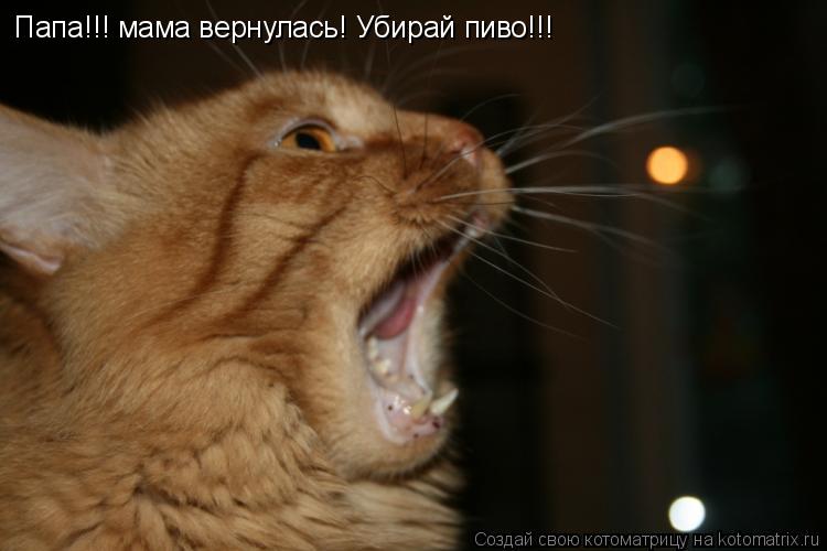 Котоматрица: Папа!!! мама вернулась! Убирай пиво!!!
