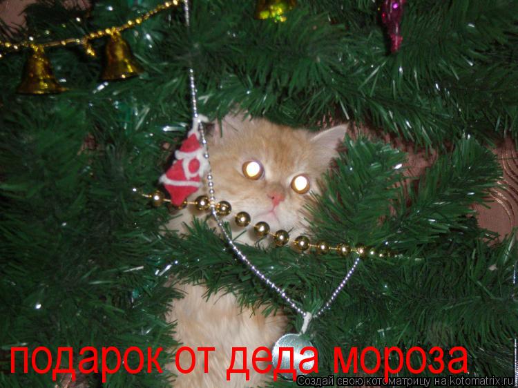 Котоматрица: подарок от деда мороза