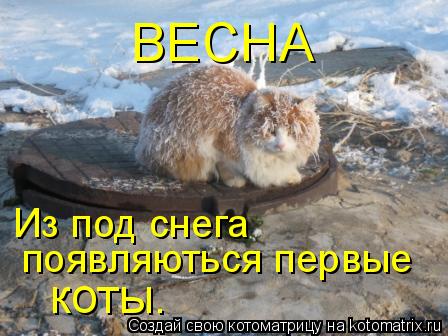 Котоматрица: Из под снега  появляються первые  коты. ВЕСНА