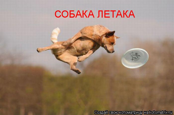 Котоматрица: СОБАКА ЛЕТАКА