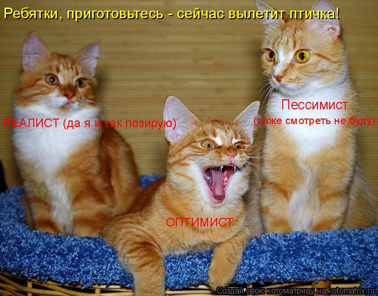 Котоматрица: Ребятки, приготовьтесь - сейчас вылетит птичка! Пессимист (даже смотреть не буду) РЕАЛИСТ (да я и так позирую) ОПТИМИСТ