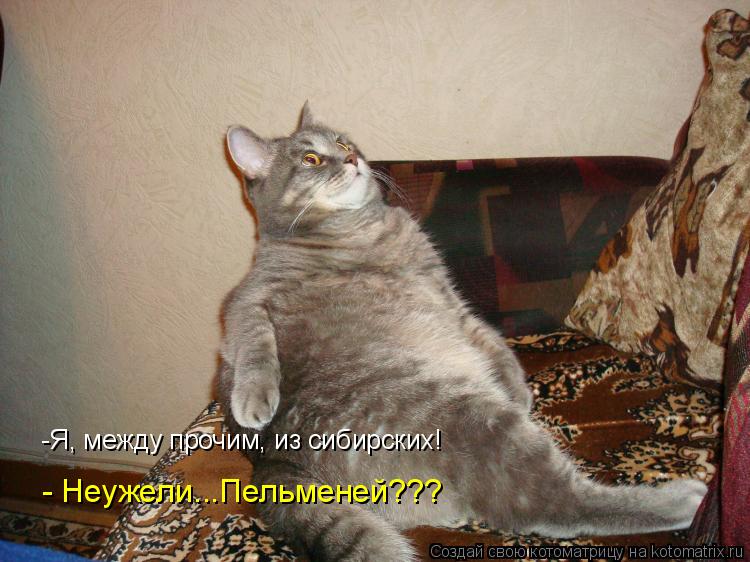 -Я, между прочим, из сибирских! - Неужели...Пельменей???... Котоматрица: -Я, между прочим, из сибирских! - Неужели...Пельменей???