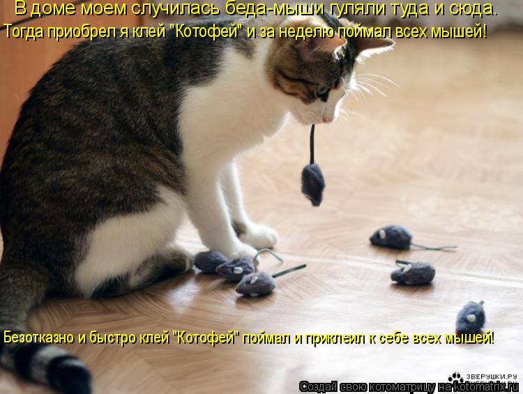 Котоматрица: В доме моем случилась беда-мыши гуляли туда и сюда. Тогда приобрел я клей "Котофей" и за неделю поймал всех мышей! Безотказно и быстро клей "К
