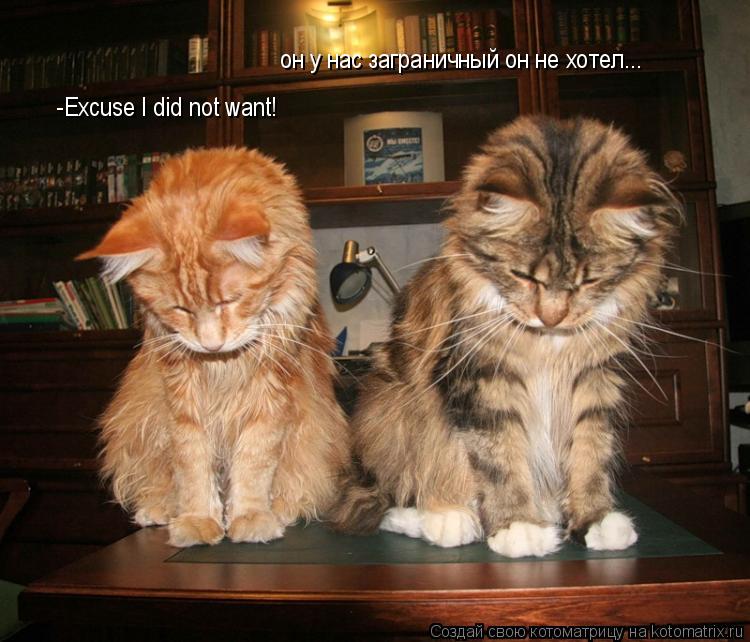 Котоматрица: -Excuse I did not want! он у нас заграничный он не хотел...