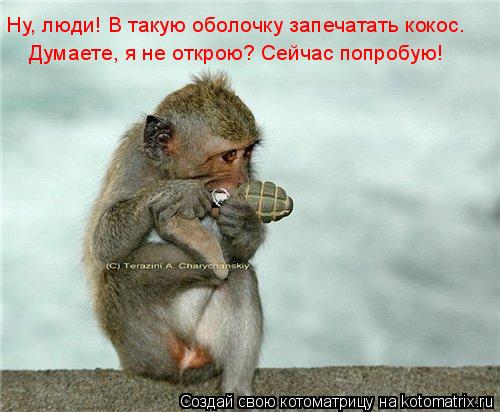 Котоматрица: Ну, люди! В такую оболочку запечатать кокос. Думаете, я не открою? Сейчас попробую!