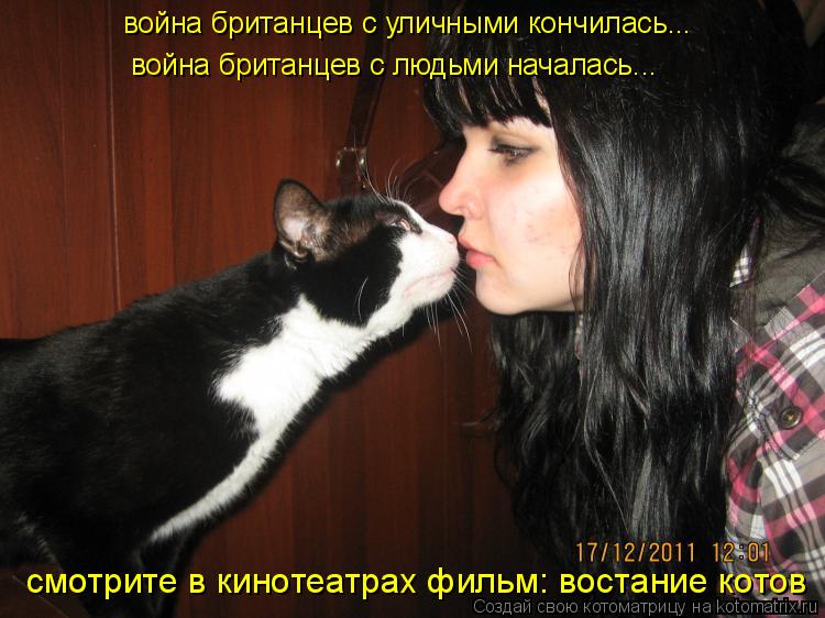 Котоматрица: война британцев с уличными кончилась... война британцев с людьми началась... смотрите в кинотеатрах фильм: востание котов